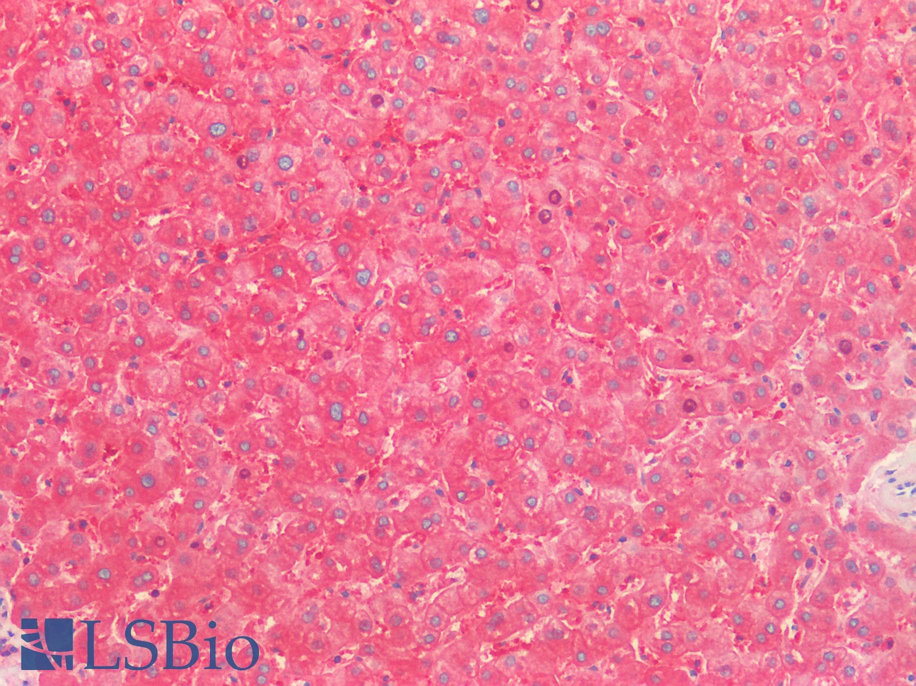 IHC-plus™ ALDH1L1 Antibody