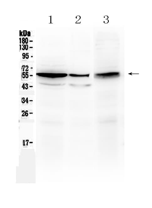 ALDH1A3 Antibody