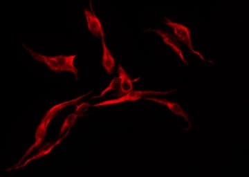 MRGPRF Antibody