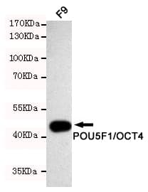 POU5F1 / OCT4 Antibody