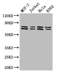 TRIM25 Antibody
