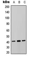 P2RY8 / P2Y8 Antibody (Internal)