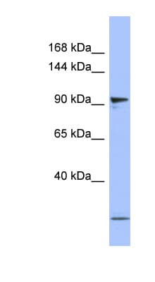 PSMD1 Antibody (aa251-300)