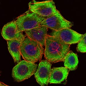 LIMS1 / PINCH Antibody (clone 5G7)