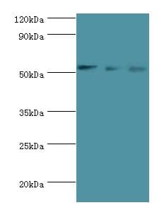 GATA2 Antibody (aa1-300)