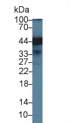 SPFH2 / ERLIN2 Antibody (aa47-339)