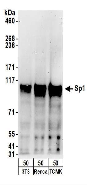 IHC-plus™ SP1 Antibody (aa735-785)