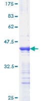 Human PPARD / PPAR Delta Protein (Recombinant GST, N-terminus)
