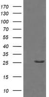 Monoclonal Mouse anti-Human GZMB / Granzyme B Antibody (clone OTI4E4, IHC, IF, WB)