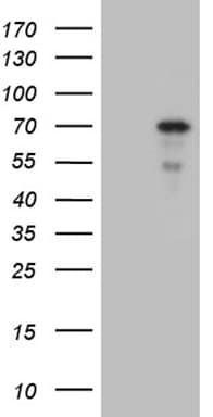 Monoclonal Mouse anti-Human ZNF8 Antibody (clone OTI3E5, aa1-242, WB)