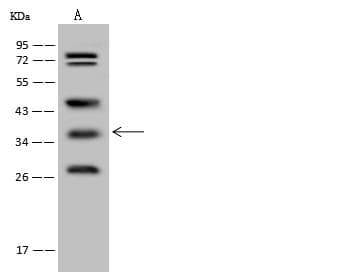 WDR54 Antibody