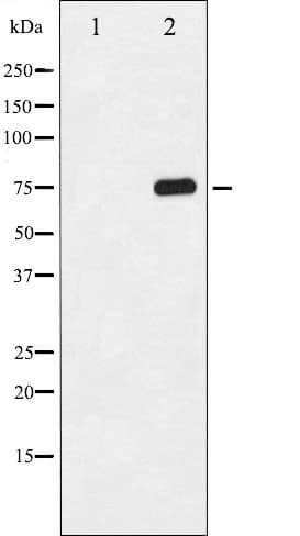 MAPT / Tau Antibody (phospho-Ser356)