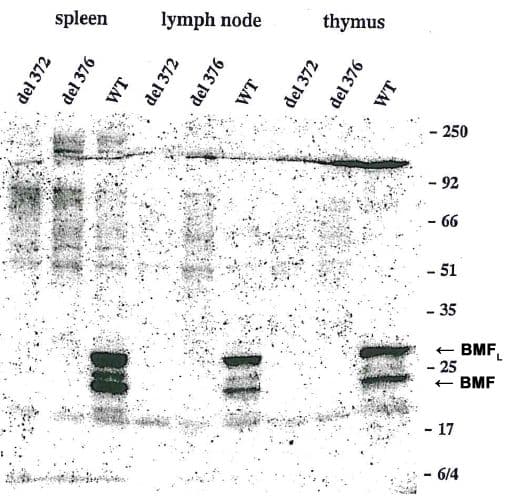 BMF Antibody (aa13-27, clone 17A9)