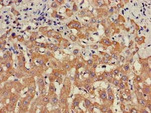 STAT4 Antibody