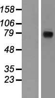 NCSTN / Nicastrin Protein (Over-Expression Lysate Myc-DDK (Flag))