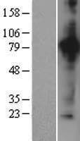 Human ACO2 / Aconitase 2 Protein (Over-Expression Lysate Myc-DDK (Flag))