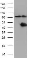CBWD1 Antibody (clone OTI3A11, Carrier-free)