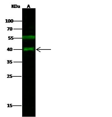 JUNB / JUN-B Antibody (Preservative Free)
