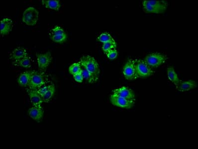 ABCG5 Antibody