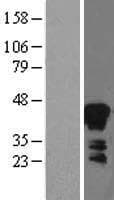 AZGP1 / ZAG Protein (Over-Expression Lysate Myc-DDK (Flag))