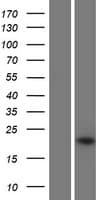IFNA16 / Interferon Alpha 16 Protein (Over-Expression Lysate Myc-DDK (Flag))