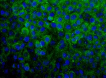 SNX27 Antibody (aa450-500, Biotin)