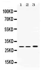 PSMA1 Antibody