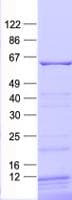 Human TFEB Protein (Recombinant His, N-Terminal)