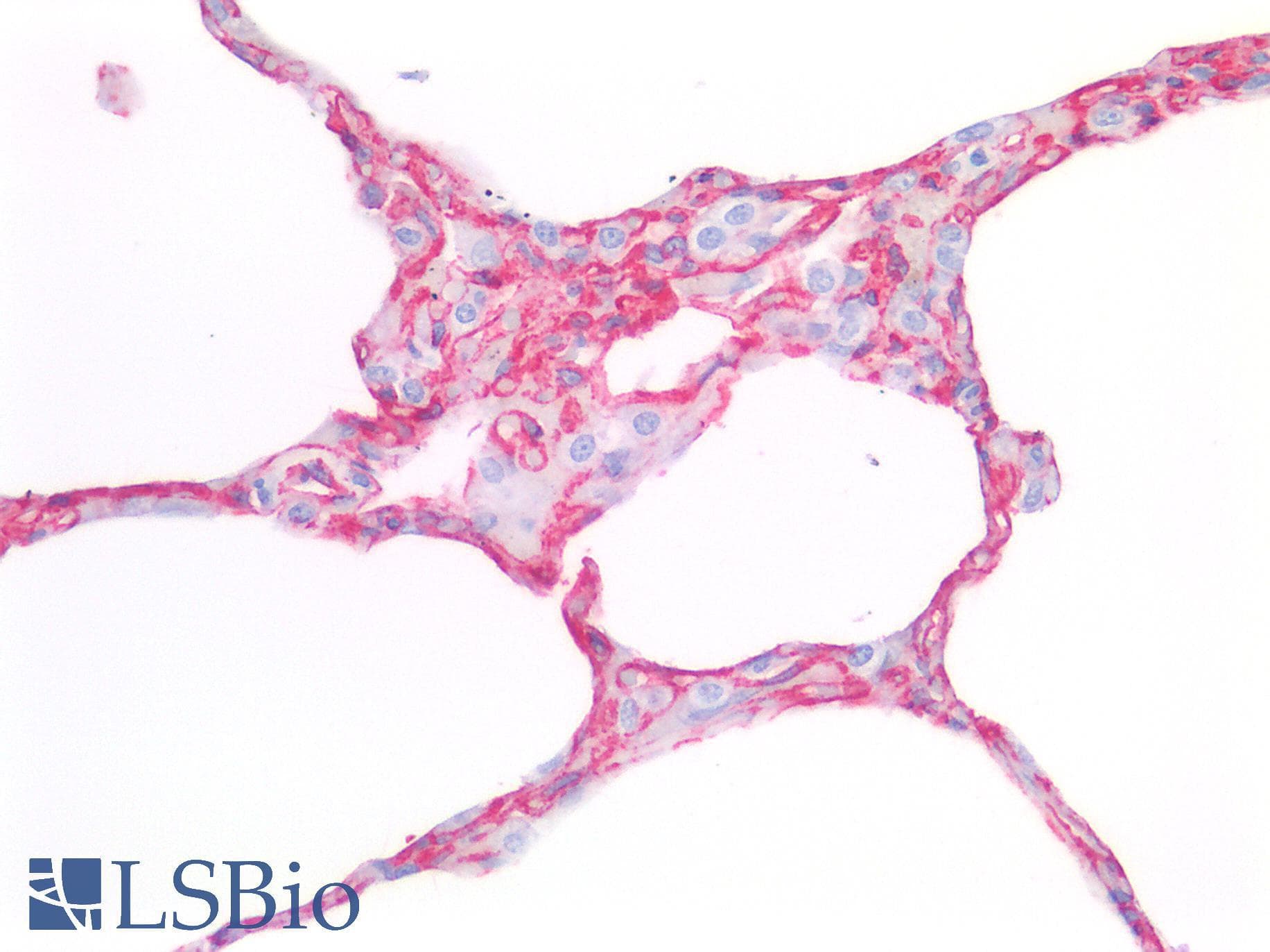 PathPlus™ Polyclonal Rabbit anti-Rat CAV1 / Caveolin 1 Antibody (aa2-105, IHC, WB)