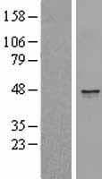 CD1E Protein (Over-Expression Lysate Myc-DDK (Flag))