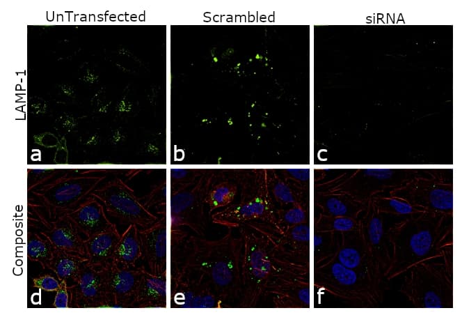 LAMP1 / CD107a Antibody (clone H4A3, AF488)