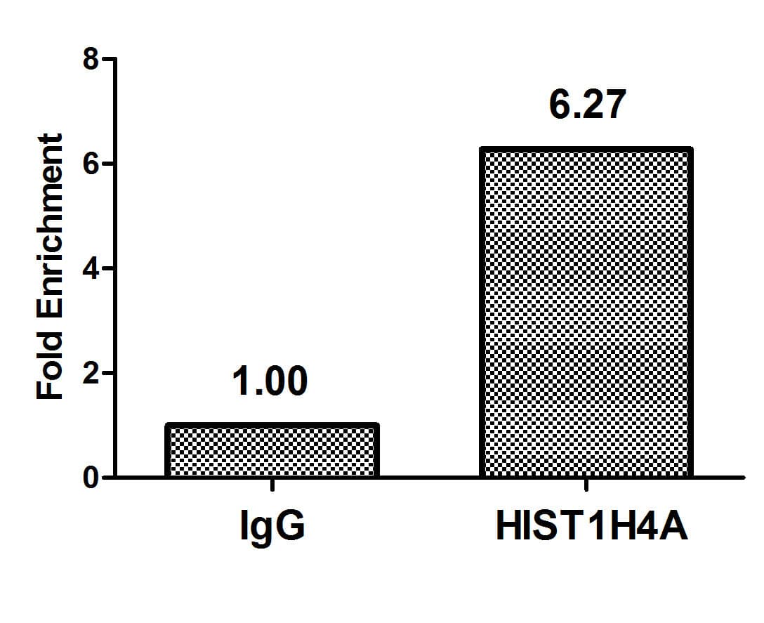 HIST1H4I Antibody