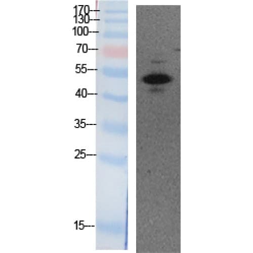 Polyclonal Rabbit anti-Human TP53 / p53 Antibody (acetylation site of K373., WB)