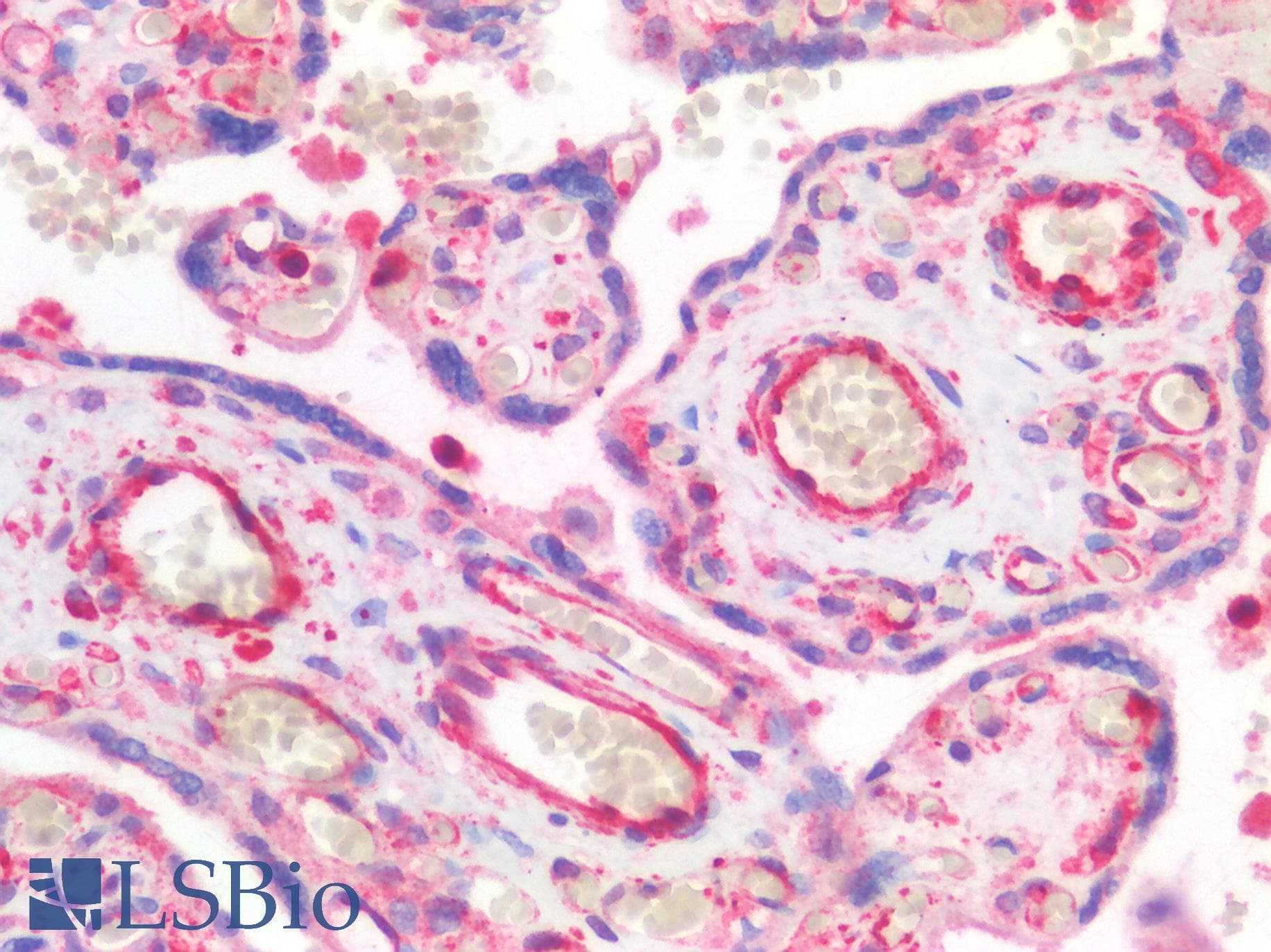 IHC-plus™ VWF / Von Willebrand Factor Antibody
