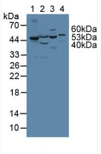 PH / PAH Antibody (aa1-226)
