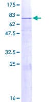 Human GLCT2 / B3GALT2 Protein (Recombinant GST)