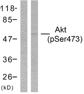 AKT1 + AKT2 + AKT3 Antibody (phospho-Ser473)