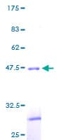 Human CLEC2B / AICL Protein (Recombinant GST)
