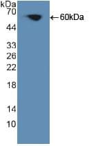 PRKCQ / PKC-Theta Antibody (aa380-634, Biotin)