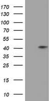 NEU1 / NEU Antibody (clone OTI3C5)