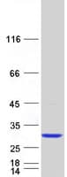 Human TRAPPC4 / Synbindin Protein (Recombinant Myc-DDK (Flag))