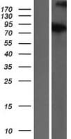 ATRIP Protein (Over-Expression Lysate Myc-DDK (Flag))