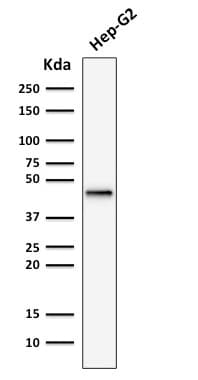 PathPlus™ KRT19 / CK19 / Cytokeratin 19 Antibody (clone rKRT19/799)