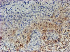 XTP4 / C17orf37 Antibody (clone OTI1D4)