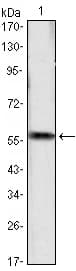 CCND1 / Cyclin D1 Antibody (clone 3D8)