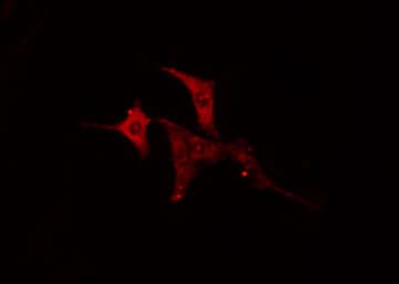 CEP76 Antibody