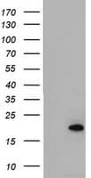 ARL2BP / BART Antibody (clone OTI4C4)