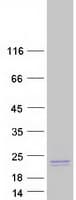 Human PRAP1 Protein (Recombinant Myc-DDK (Flag))