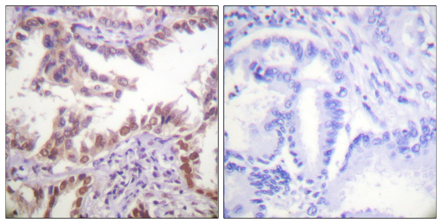Polyclonal Rabbit anti-Human Histone H3 Antibody (aa6-55, IHC, IF)