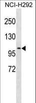 Polyclonal Rabbit anti-Human PDE4C Antibody (aa5-31, WB)